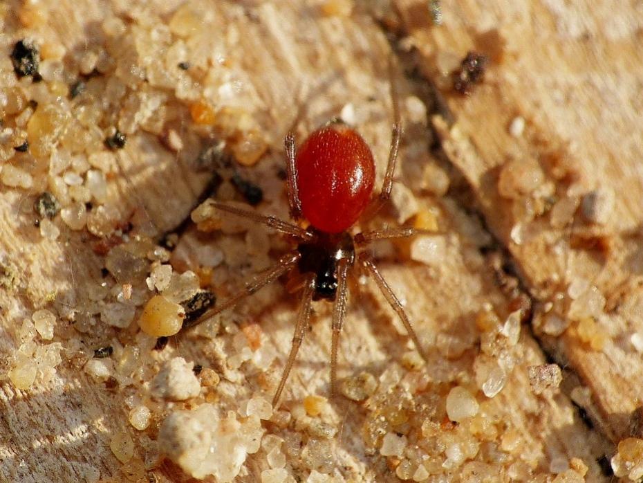 Ostearius melanopygius - Torrimpietra (RM)